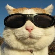 sugarcat